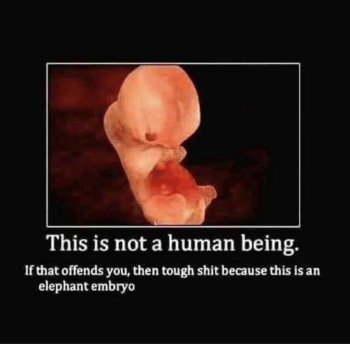 smartass comments - not a human being elephant embryo - This is not a human being. If that offends you, then tough shit because this is an elephant embryo