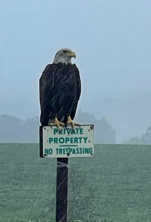 bald eagle - Piate Property No Trespassing