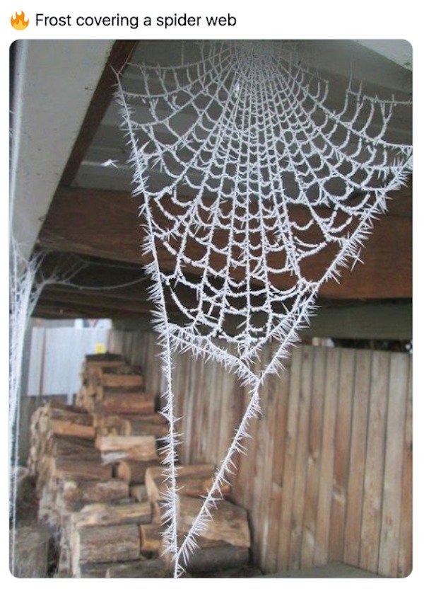 frost spider web - Frost covering a spider web Wla