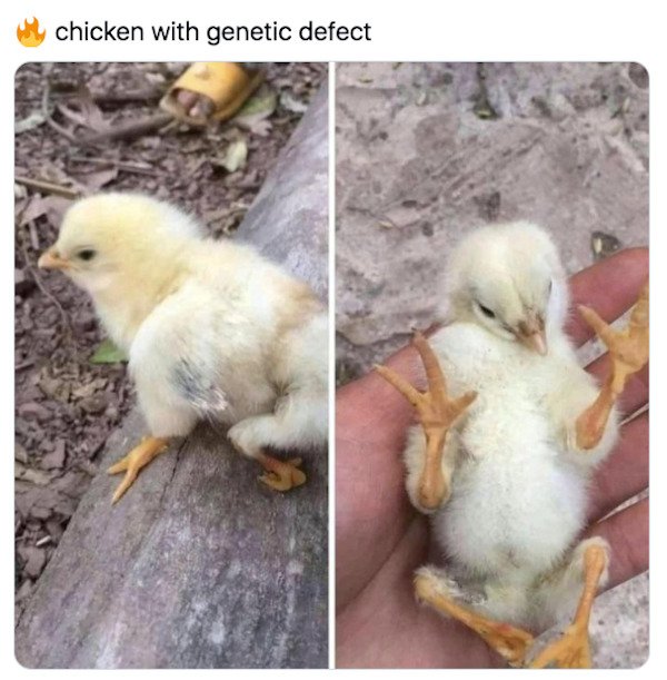 chicken with genetic defect - chicken with genetic defect