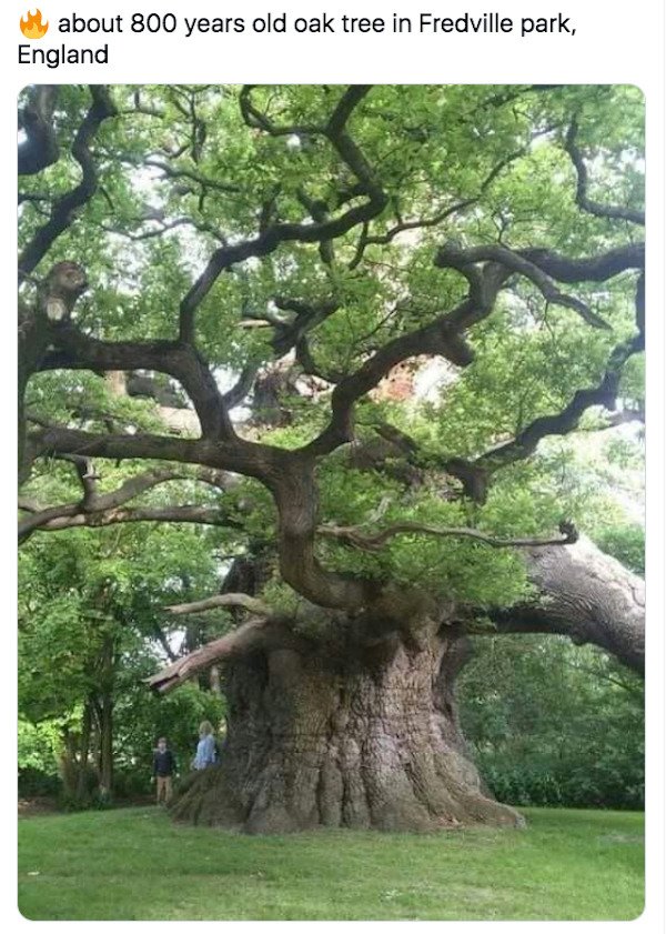 fredville oak - about 800 years old oak tree in Fredville park, England