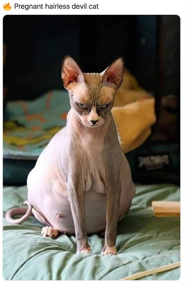sphynx cat pregnant - Pregnant hairless devil cat