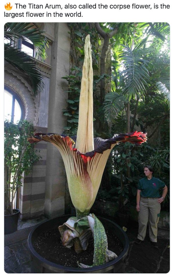 wilhelma - The Titan Arum, also called the corpse flower, is the largest flower in the world. Ava