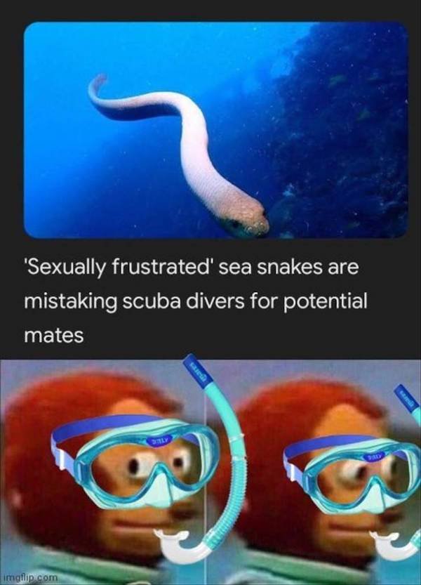 dirty memes - sexually frustrated sea snakes - 'Sexually frustrated' sea snakes are mistaking scuba divers for potential mates Ly imgflip.com