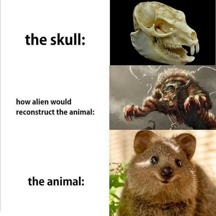 science memes - quokka animal - the skull how alien would reconstruct the animal the animal
