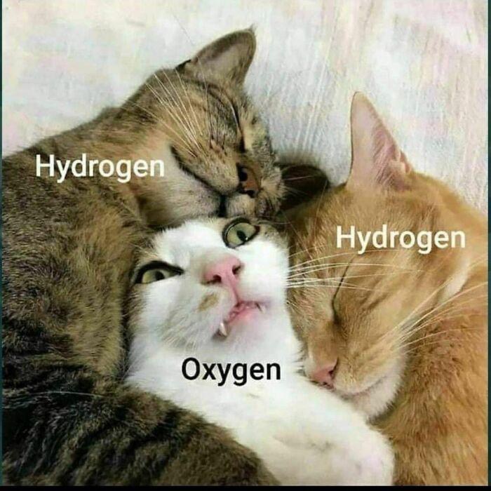 science memes - 3 cats hugging meme - Hydrogen Hydrogen Oxygen