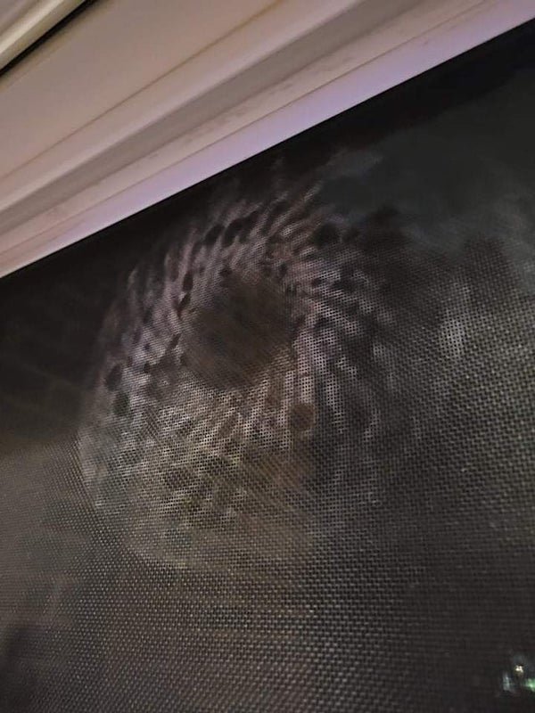 These strange dust patterns keep showing up on screens of my apartment windows.

A: Previous tenant smoked w a fan in the window. I’ve seen this so many times turning over apartments for work.