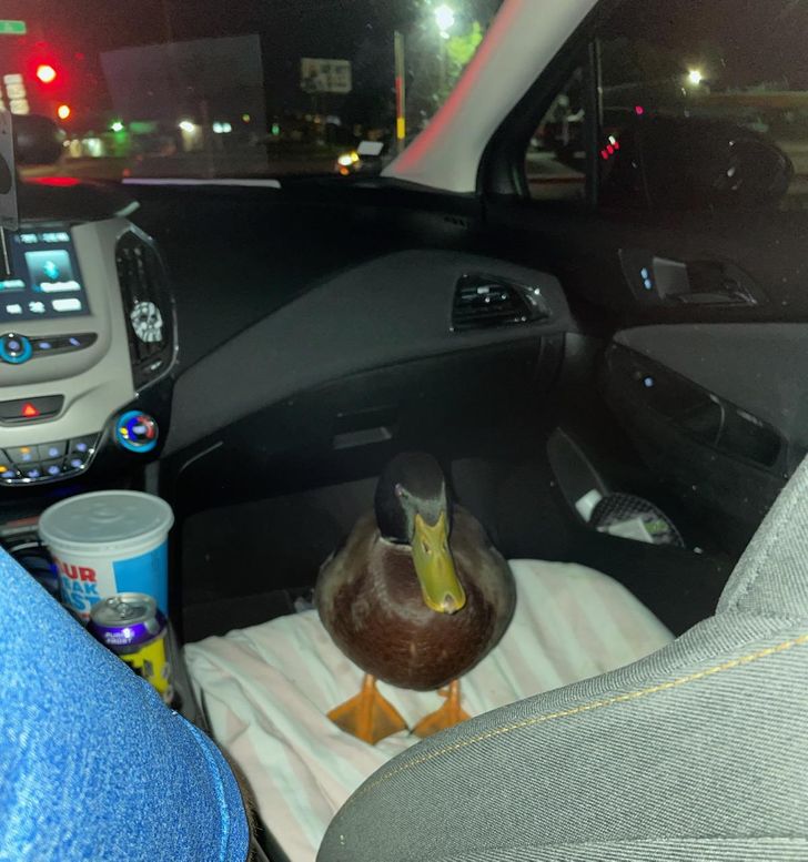 “Last night, my wife’s Uber had a duck in it.”