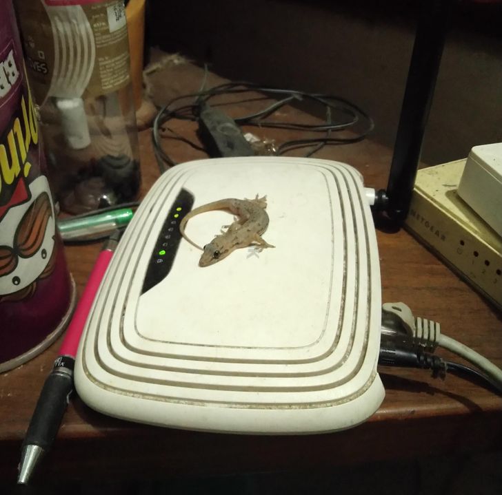 “There is this lizard that comes to sit specifically on my router every day, multiple times a day.”