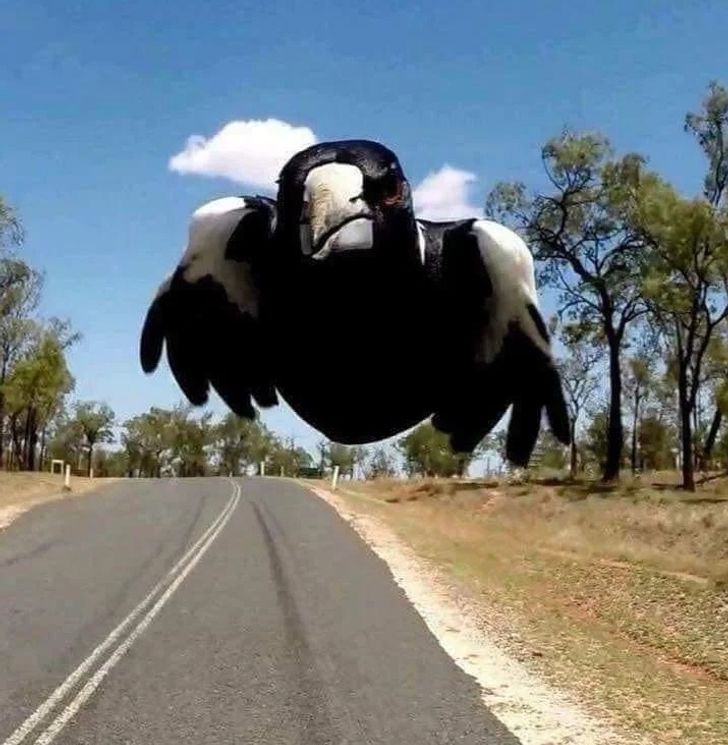 “A swooping Australian magpie”