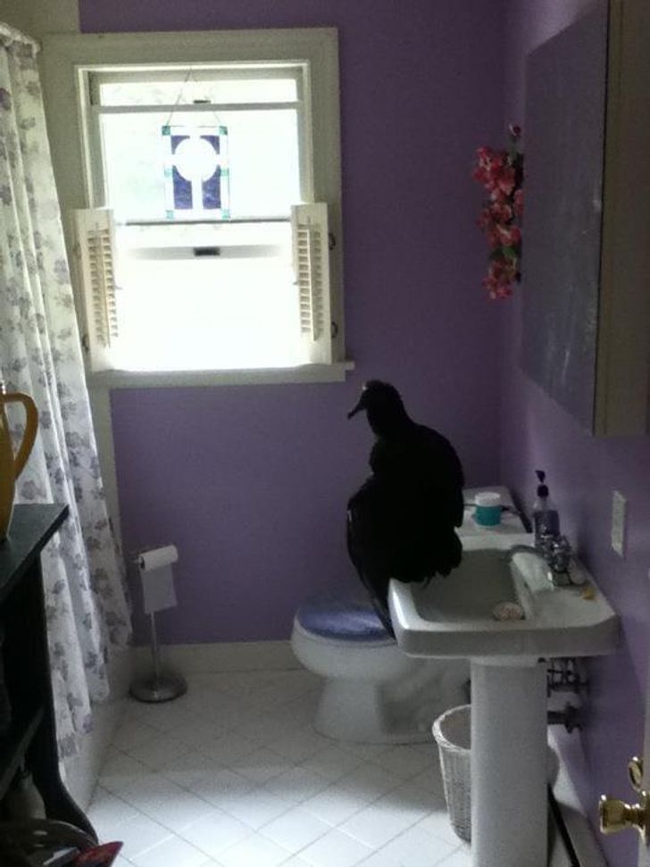 “That one time a vulture flew in my bathroom”