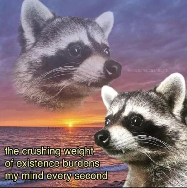 inspiring raccoon meme - il nocturnallashposts the crushing weight of existence burdens my mind every second