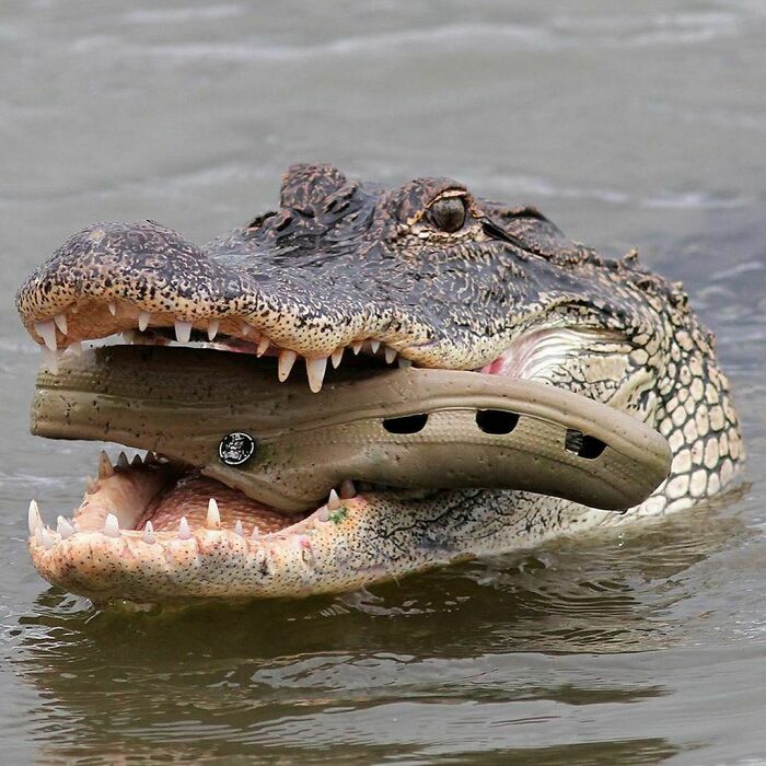 wtf pics  - cursed pics - cursed alligator