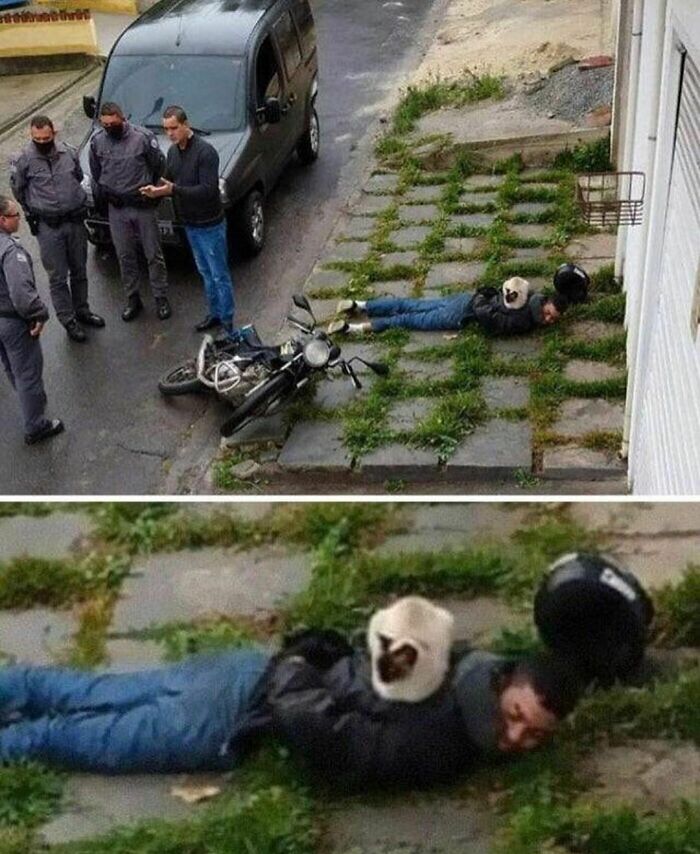wtf pics  - cursed pics - cat sitting on arrested man - three