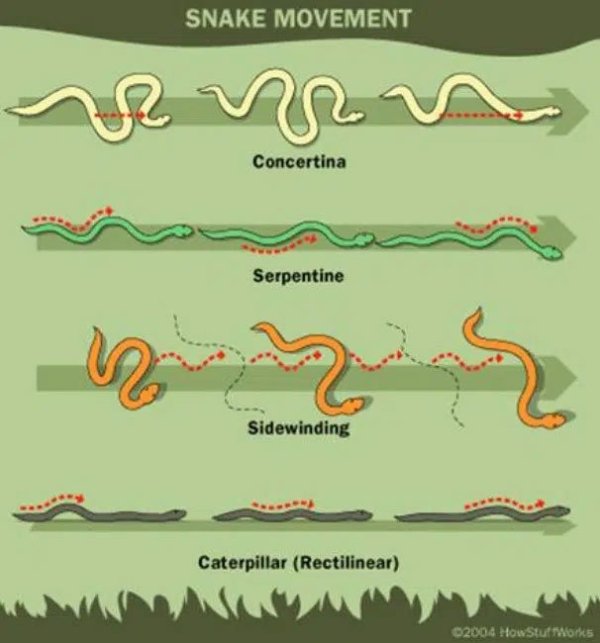 useful charts and infographics - snake locomotion - Snake Movement R n Concertina Serpentine Sidewinding Caterpillar Rectilinear 2004 How Stufonks