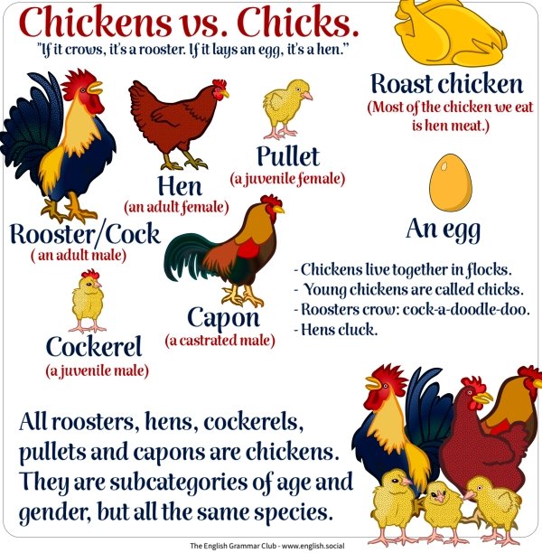 useful charts and infographics - fauna - Chickens vs. Chicks. "If it crows, it's a rooster. If it lays an egg, it's a hen." Roast chicken Most of the chicken we eat is hen meat. Pullet Hen a juvenile female an adult female RoosterCock an adult male Chicke