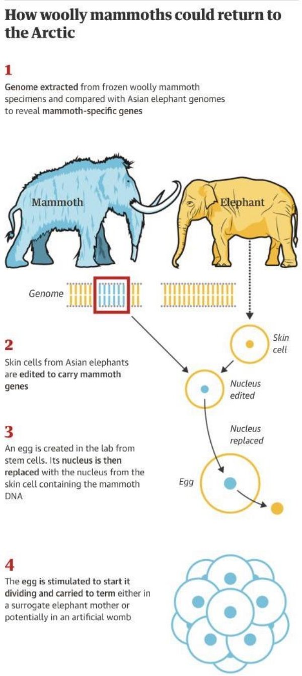useful charts and infographics - design - How woolly mammoths could return to the Arctic 1 Genome extracted from frozen woolly mammoth specimens and compared with Asian elephant genomes to reveal mammothspecific genes Mammoth Elephant Genome Skin cell 2 S