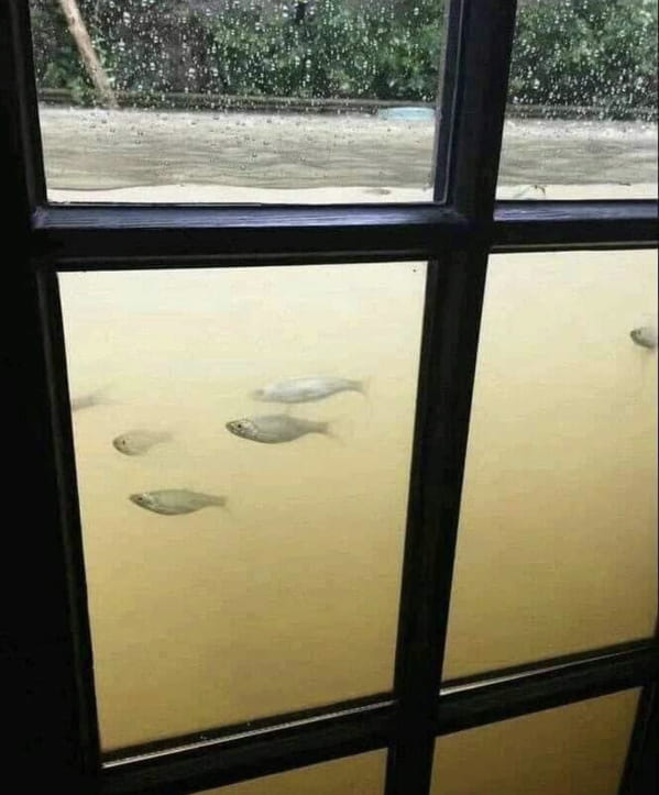 creepy and terrifying things - fish in house flood