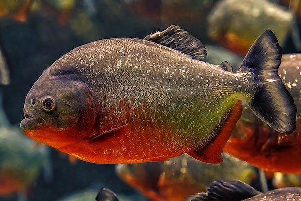 “Piranhas do not only eat meat but are omnivorous, and they only swim in schools to defend themselves from predators and not to attack. They very rarely attack humans, only when under stress and feeling threatened, and even then bites typically only occur on hands and feet.”