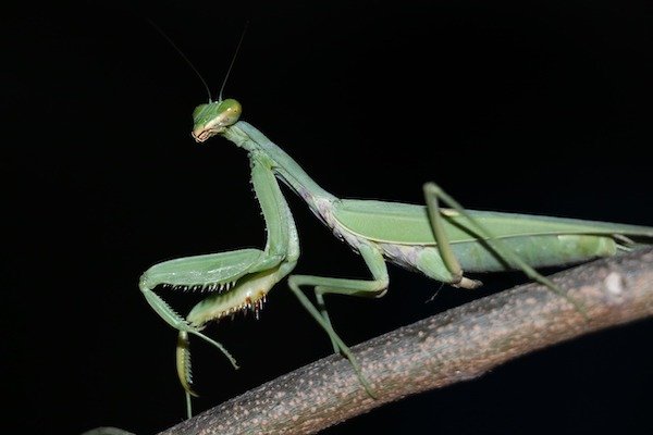 “Female praying mantises rarely eat the males during coitus, especially in their natural environment. In a study in a laboratory at the University of Central Arkansas, it was observed that 1 out of 45 times the female ate the male before mating and the male ate the female with that same frequency.”