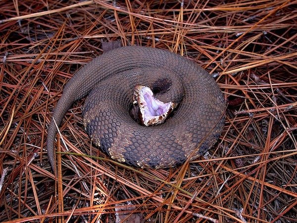 “Snake jaws cannot unhinge. The posterior end of the lower jawbones contains a quadrate bone, allowing jaw extension. The anterior tips of the lower jawbones are joined by a flexible ligament allowing them to bow outwards, increasing the mouth gape.”