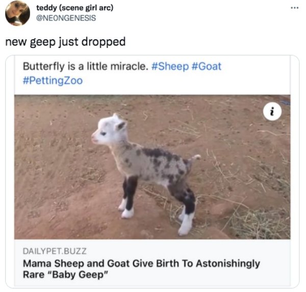 funny memes and tweets - fauna - ... teddy scene girl arc new geep just dropped Butterfly is a little miracle. N. Dailypet.Buzz Mama Sheep and Goat Give Birth To Astonishingly Rare "Baby Geep"
