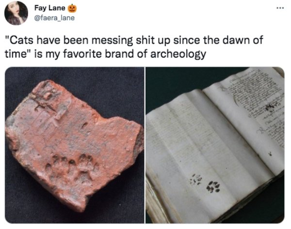 funny memes and tweets - material - Fay Lane "Cats have been messing shit up since the dawn of time" is my favorite brand of archeology