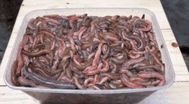Worms taste like fried bacon, wasps taste like pine nuts, and beetles taste like apples.