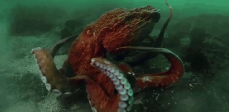 An octopus is flexible enough to enter your mouth, navigate your digestive system and leave through your anus.