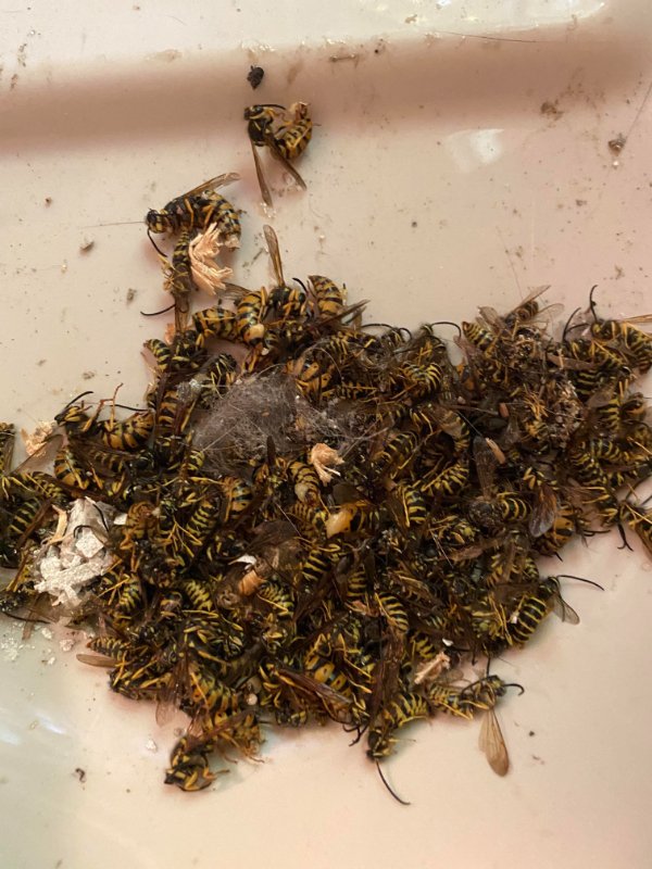 “These have all been killed in our basement in the last hour. We have a pet and a two year old. We also know of another swarm by our garage. And there goes our relaxing Sunday.”