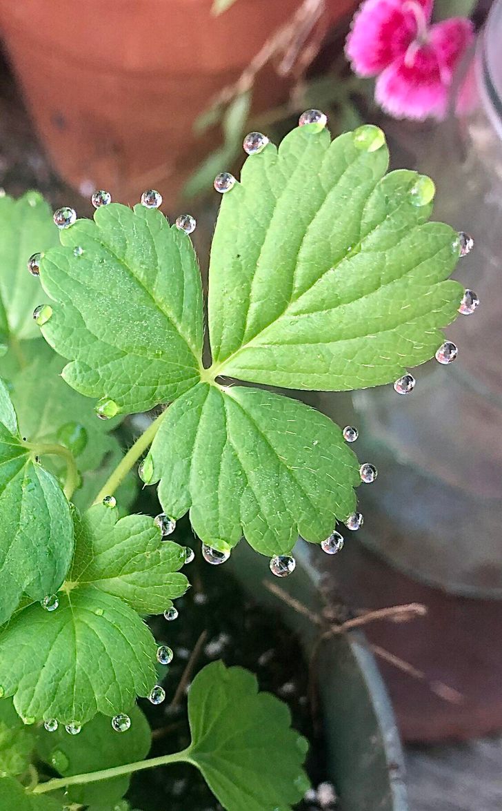pics that play tricks on your eyes - leaf