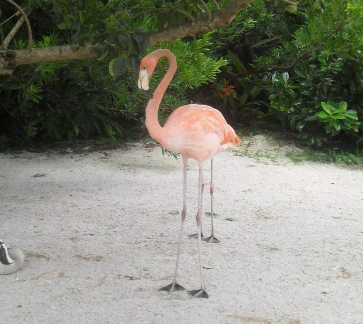 pics that play tricks on your eyes - flamingo