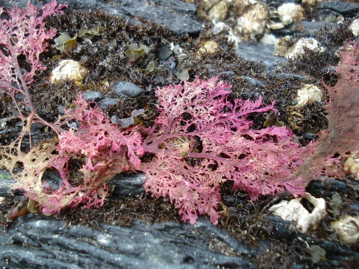 I put a seaweed in my purse to take home with me, because it was pink.