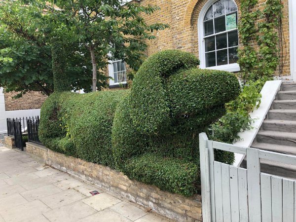 “This person has cut their hedge to look like a dog.”