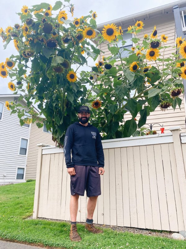 “My husband and our 18’ tall sunflowers!”