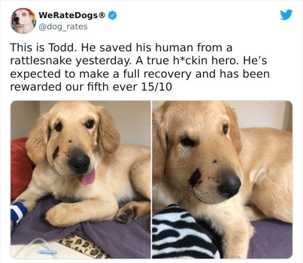 wholesome - feels - good boye - WeRateDogs This is Todd. He saved his human from a rattlesnake yesterday. A true hckin hero. He's expected to make a full recovery and has been rewarded our fifth ever 1510