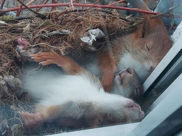 wholesome - feels - sleeping squirrels