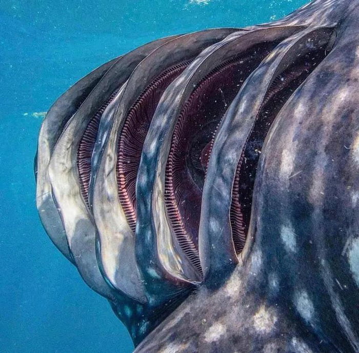 poignant pics - whale shark gills