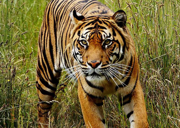 fun facts - interesting facts - sumatran tiger