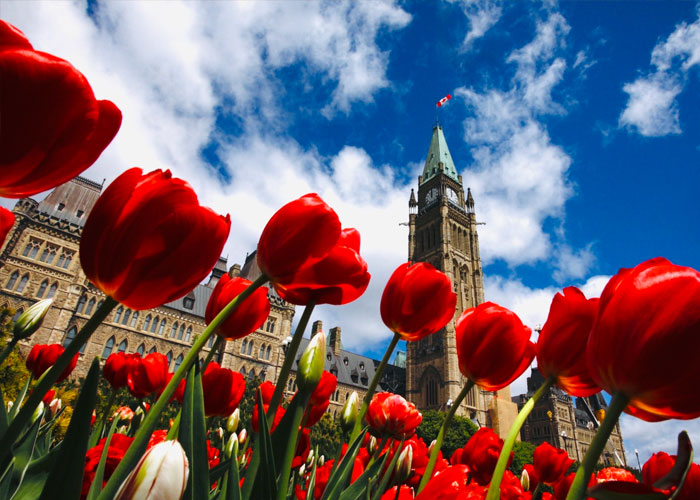 fun facts - interesting facts - ottawa canadian tulip festival