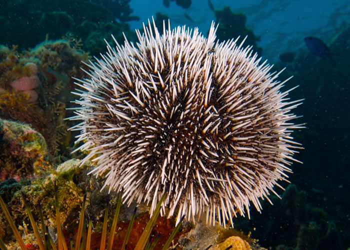 fun facts - interesting facts - sea urchin