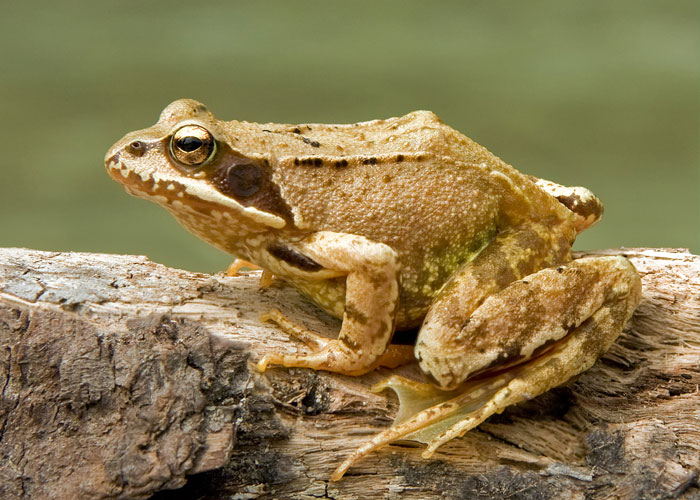 fun facts - interesting facts - frog ranavirus