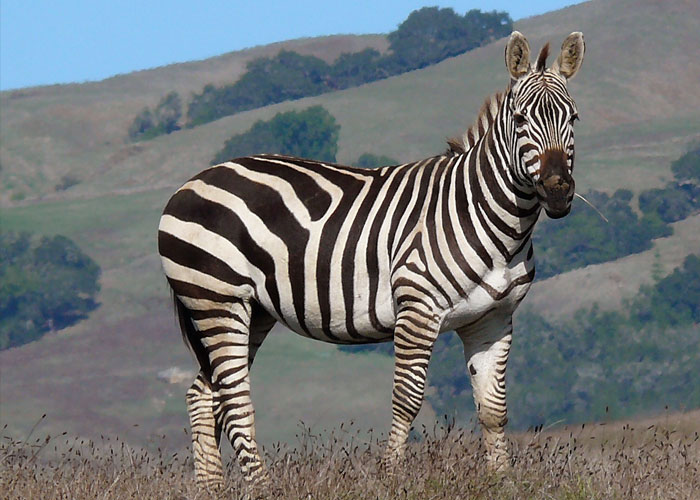 there is a herd of wild zebras in central California that can be seen off of Route 1 near San Simeon.