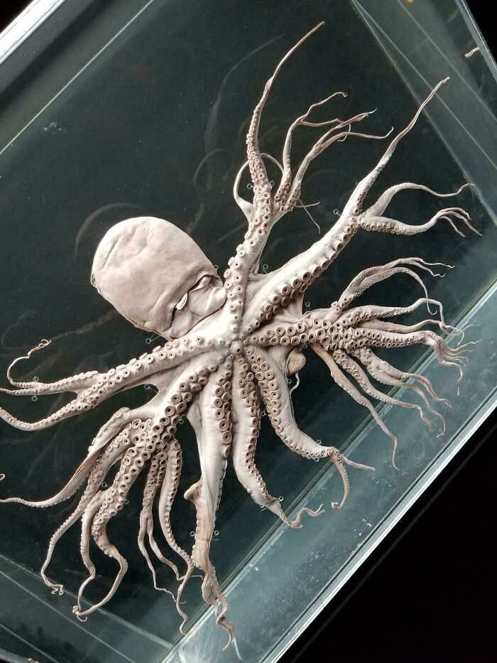 A Rare Mutation Causing The Tentacles On The Octopus To Branch