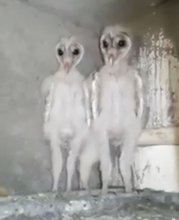 Baby Owls