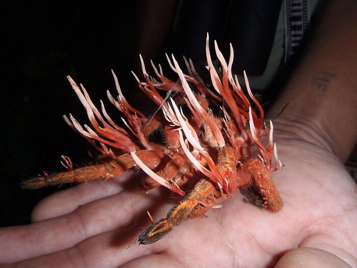 Tarantula Infected With Cordycipitaceae