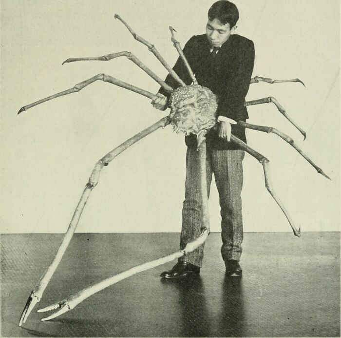 absolute units - japanese spider crab