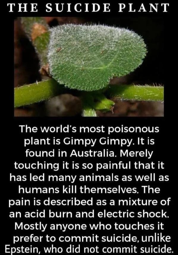 suicide plant - The Suicide Plant The world's most poisonous plant is Gimpy Gimpy. It is found in Australia. Merely touching it is so painful that it has led many animals as well as humans kill themselves. The pain is described as a mixture of an acid bur