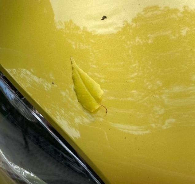 “This leaf fell on a car of the exact same color.”