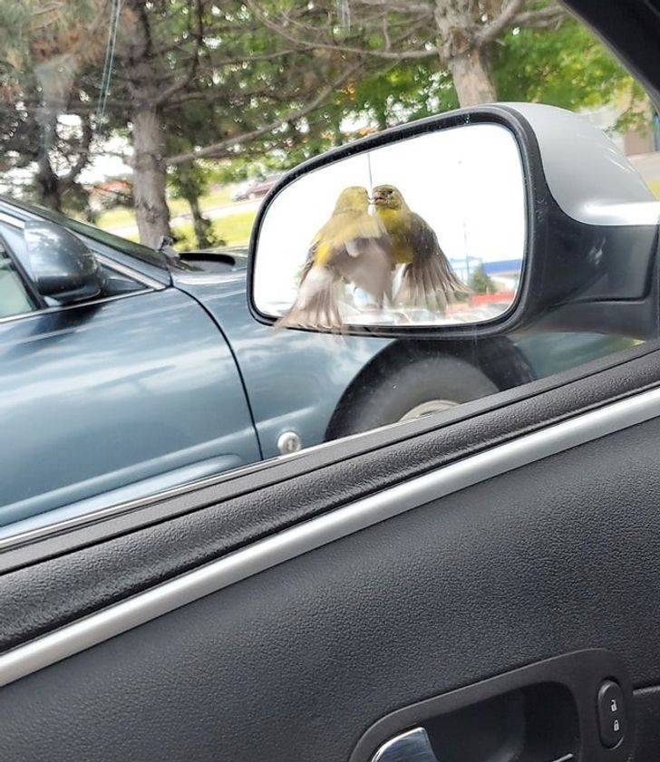 ’’I was taking a Snapchat and managed to snap a picture of a bird milliseconds from hitting my side mirror.’’